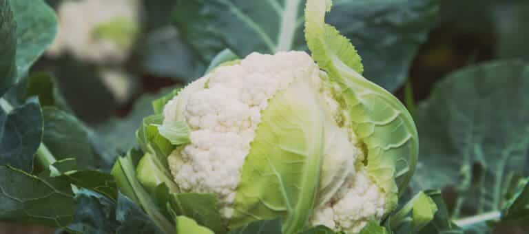 Cauliflower