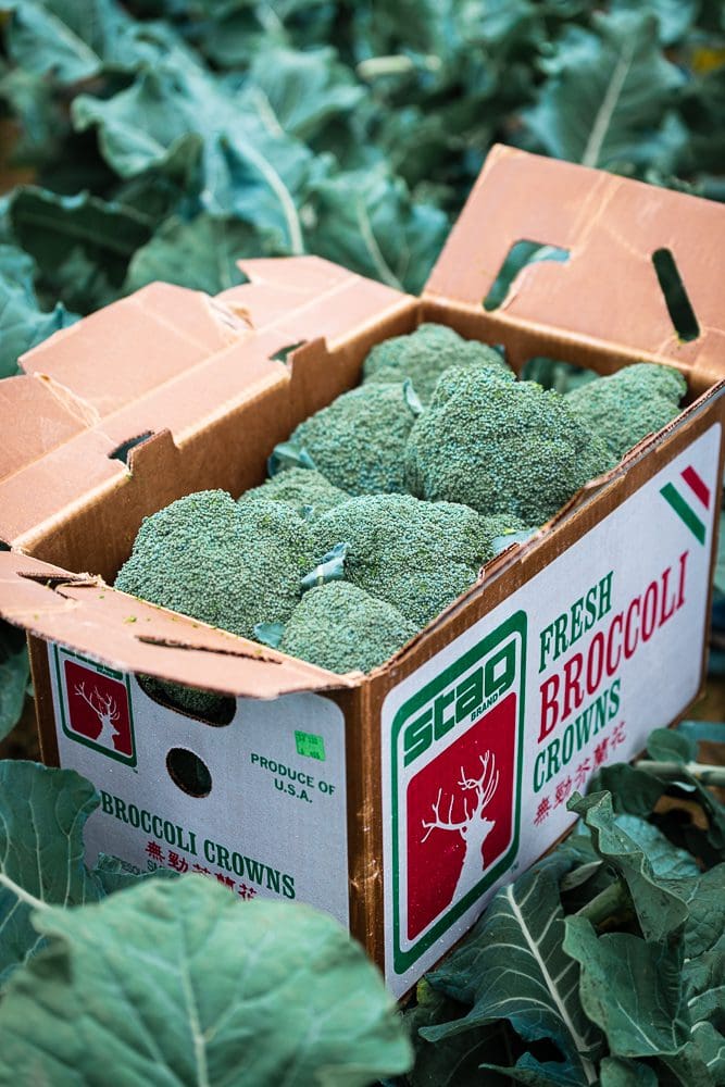 A testimonial-worthy box of broccoli in the middle of a field.