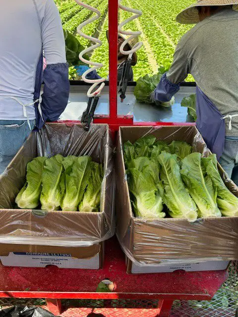 Two men are safely packing lettuce in boxes on a truck.