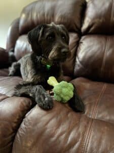 Is Broccoli Good for Dogs? Smith’s Farm Broccoli Experts Explain